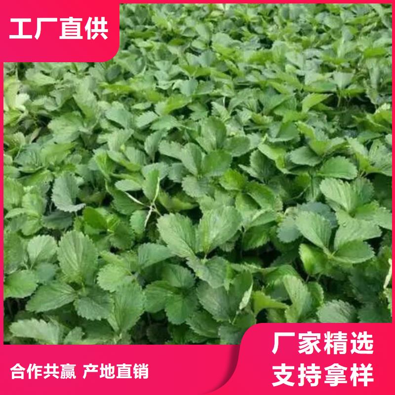 草莓苗黄桃树苗一站式采购