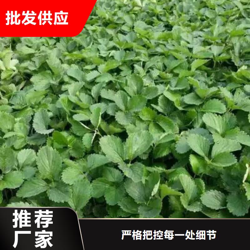 脱毒草莓苗价格