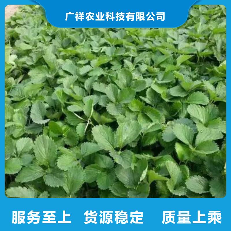 草莓苗柱状梨树苗应用领域