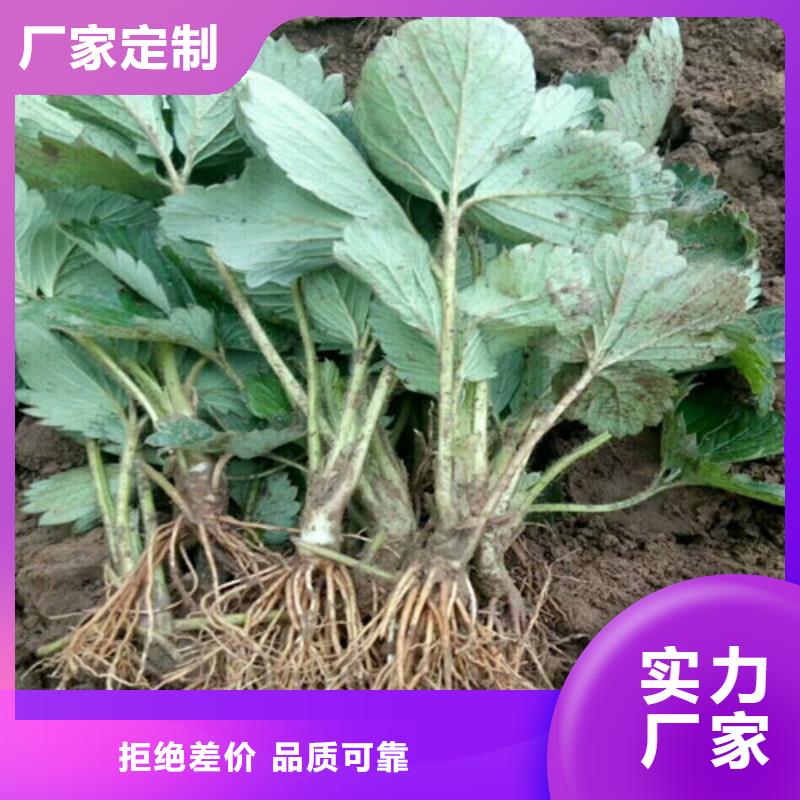 草莓苗,草莓苗价格价格有优势