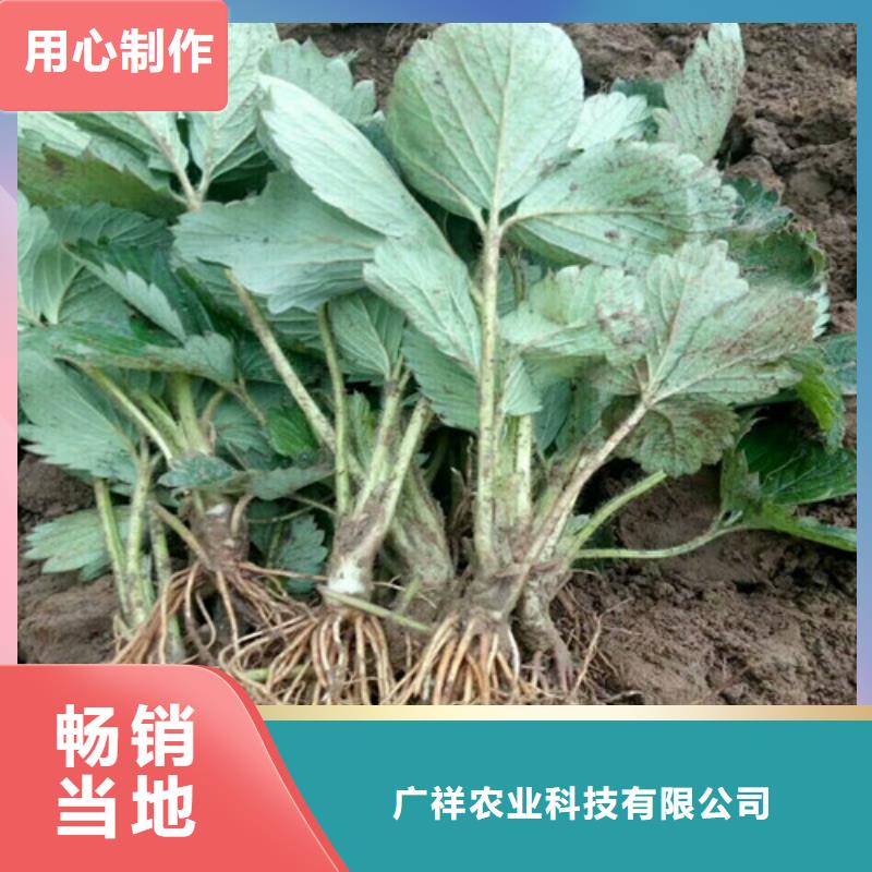草莓苗花椒树苗真正让利给买家