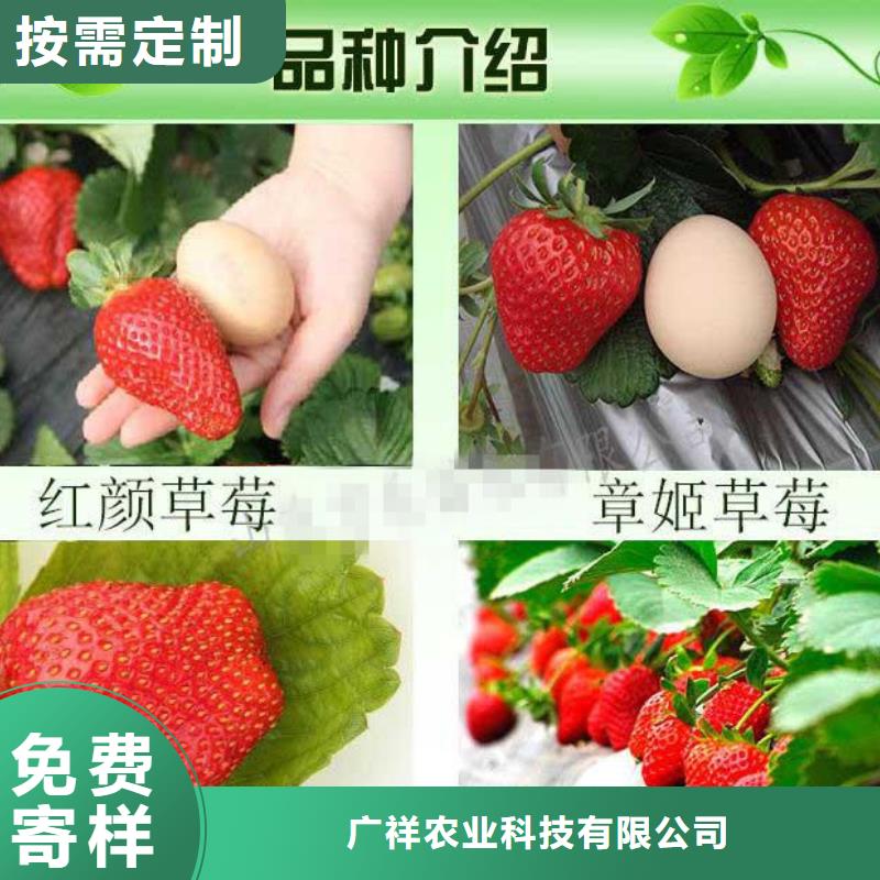 红99草莓苗基地出售
