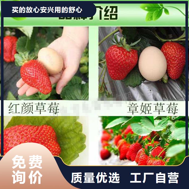 白雪公主草莓苗