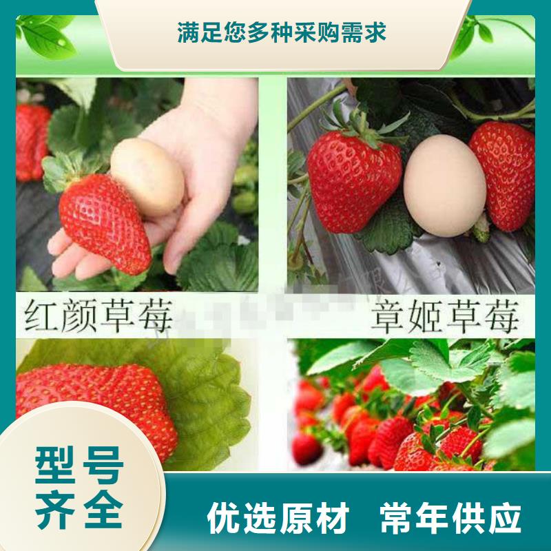 奶油草莓苗批发