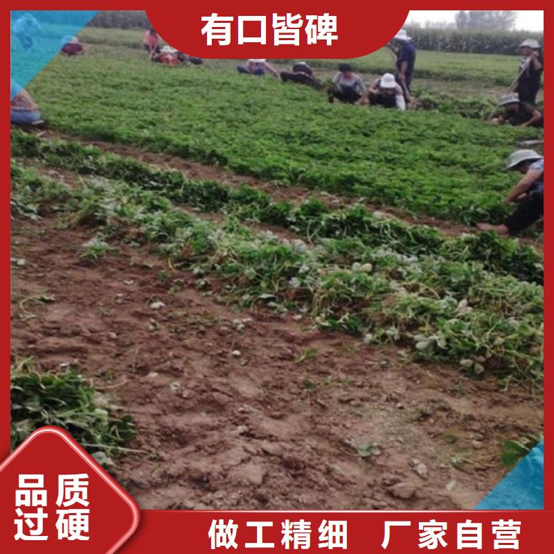 草莓苗品种价格
