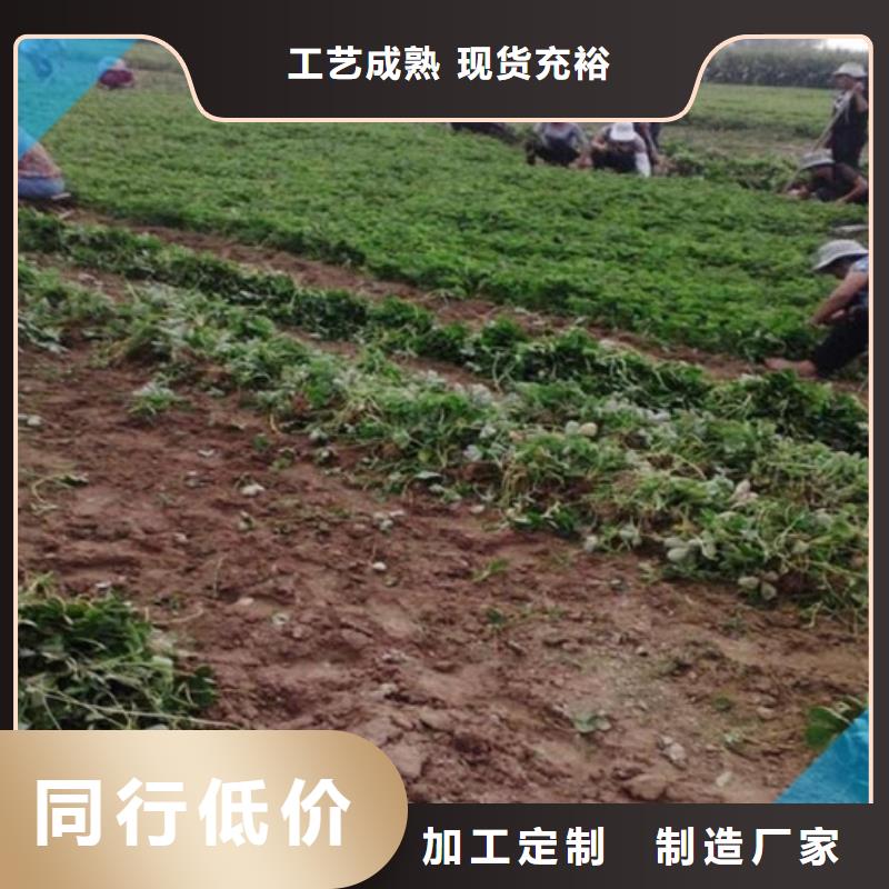 草莓苗草莓苗价格厂家直接面向客户