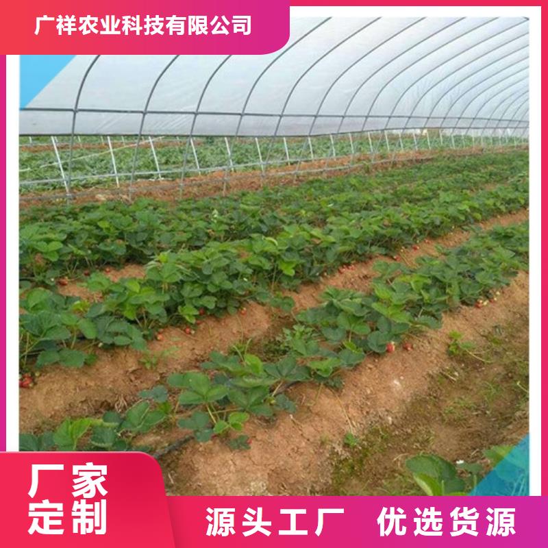 草莓苗花椒树苗真正让利给买家