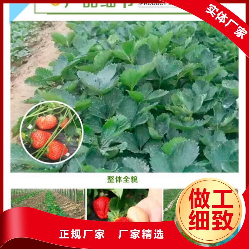 圣诞红草莓苗甄选厂家