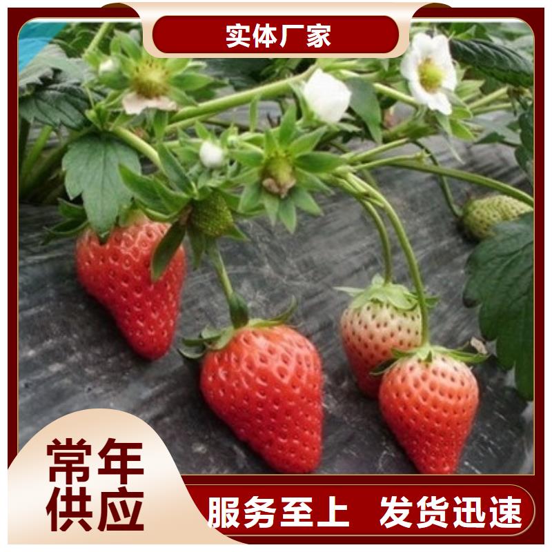 绥中艳丽草莓苗10年经验