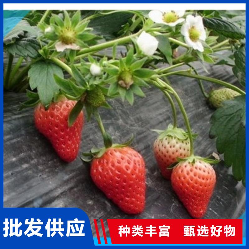 隋珠草莓苗正规生产厂家