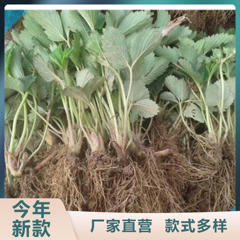 草莓苗大棚草莓苗源头厂家供应