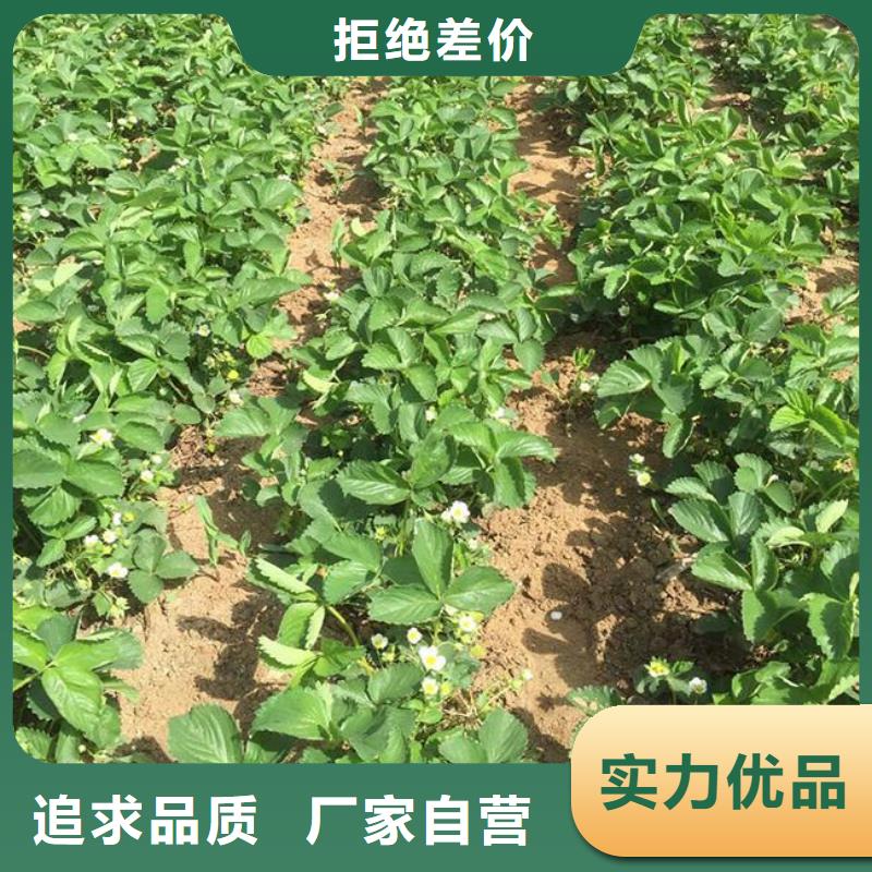 草莓苗质量广受好评