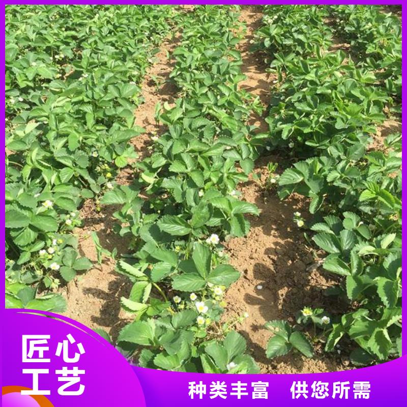 草莓苗,葡萄苗老品牌厂家