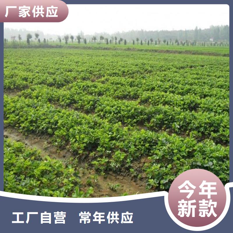 牛奶草莓苗-实力商家