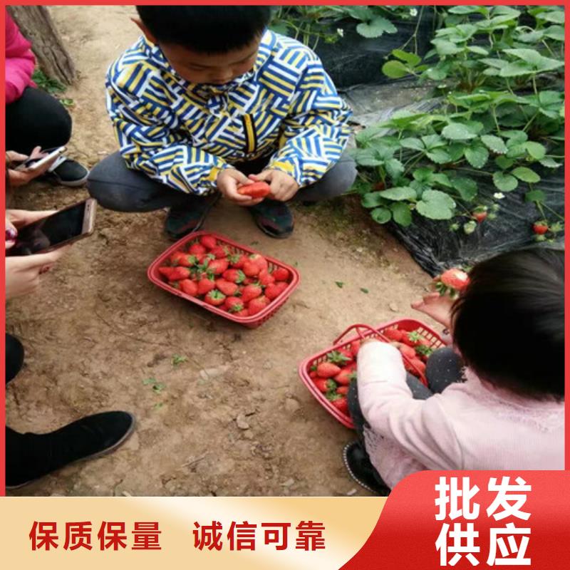 草莓苗香椿树苗高质量高信誉