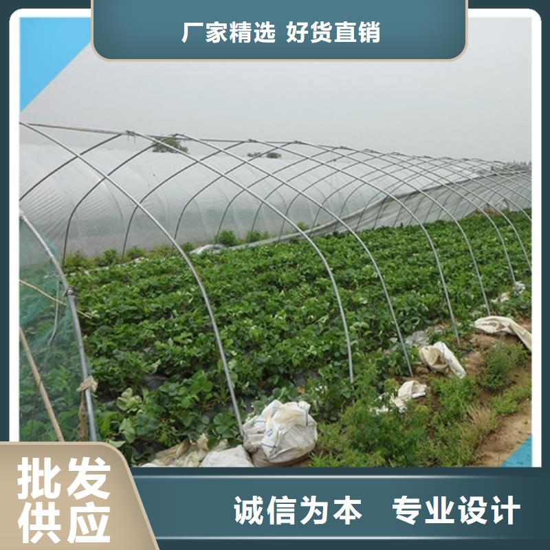 草莓苗大棚草莓苗源头厂家供应