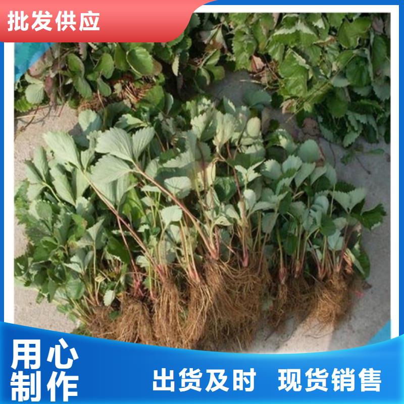 大棚草莓苗低价批发