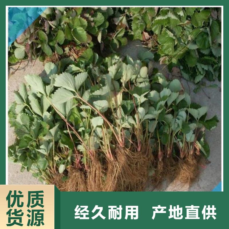 基地批发甜查理草莓苗，甜查理草莓苗适应土地
