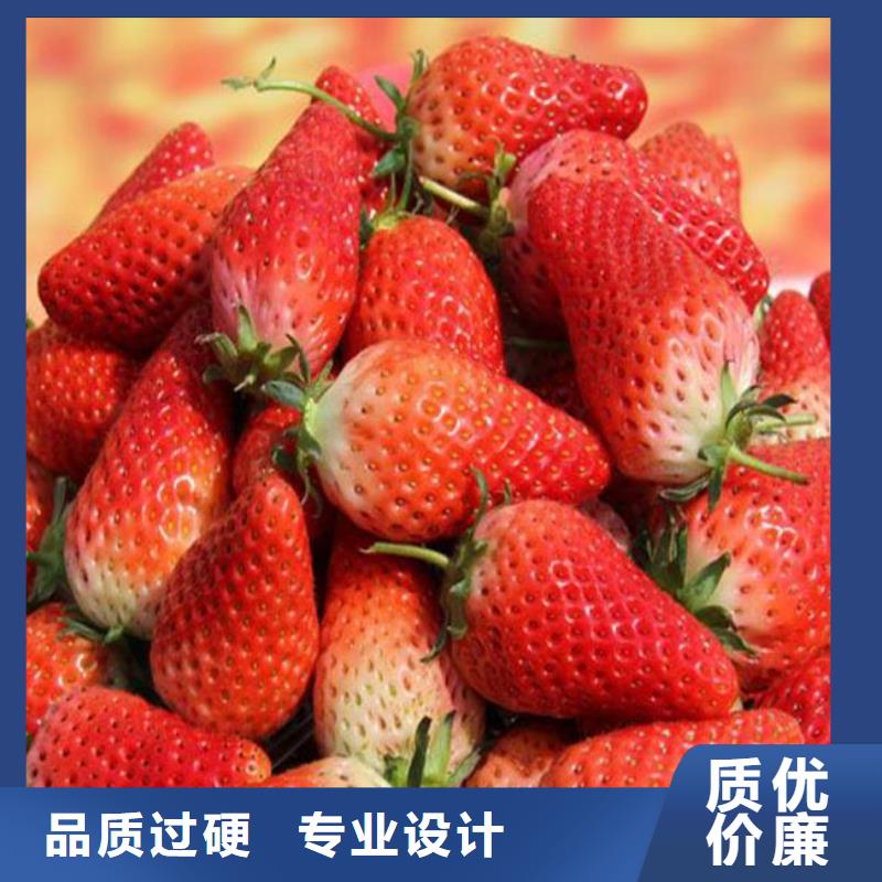 甜查理草莓苗-钜惠来袭