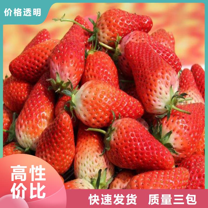 温县菠萝草莓苗培育