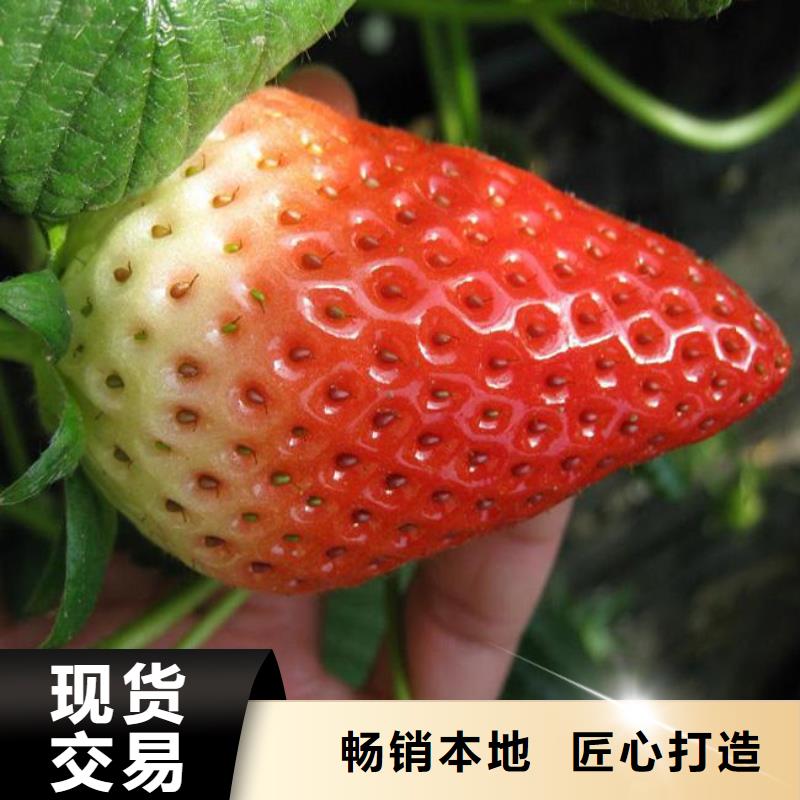 【草莓苗】,樱桃苗批发货源