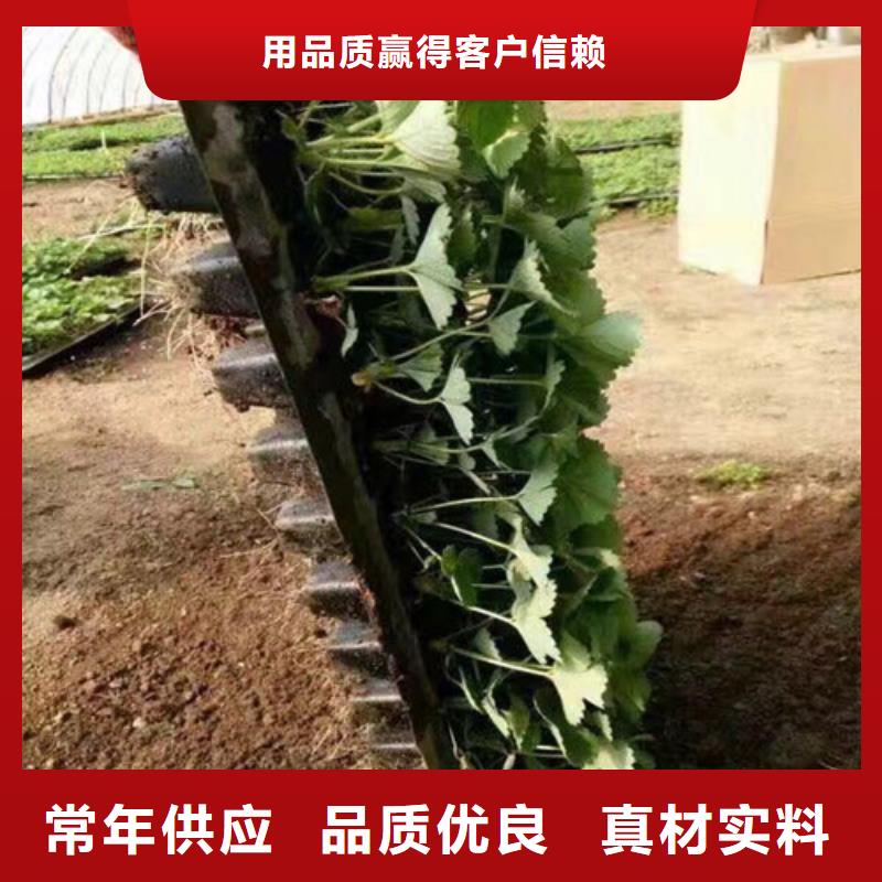 出售桃熏草莓苗，桃熏草莓苗培育基地