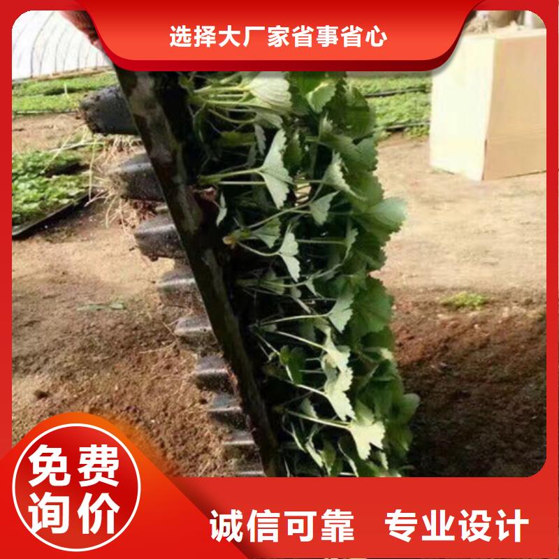 艳丽草莓苗栽植密度