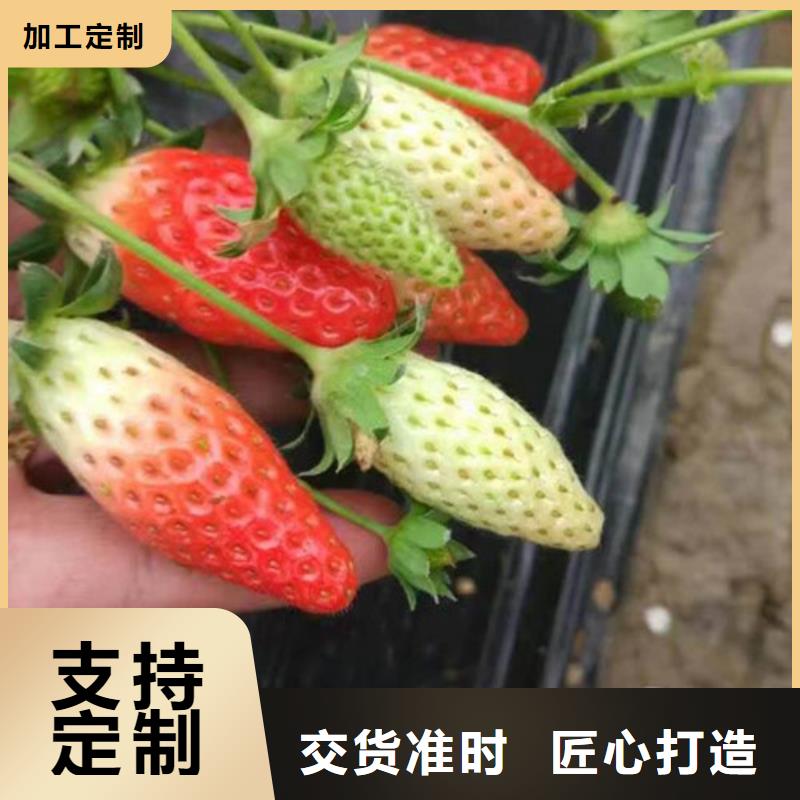 圣诞红草莓苗甄选厂家