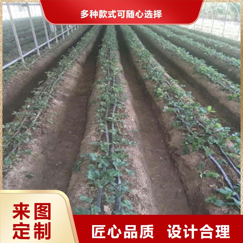 一年生脱毒草莓苗，脱毒草莓苗基地批发