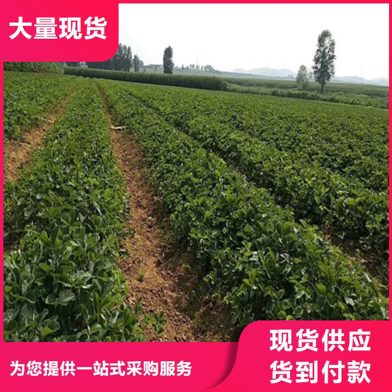 草莓苗品种价格