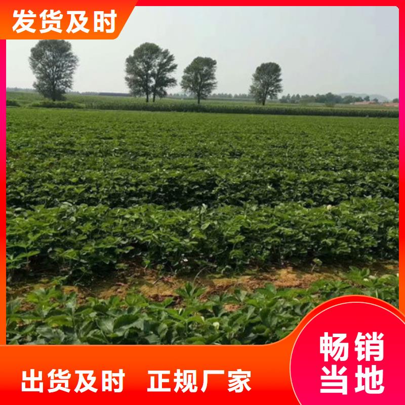 草莓苗草莓苗价格厂家直接面向客户