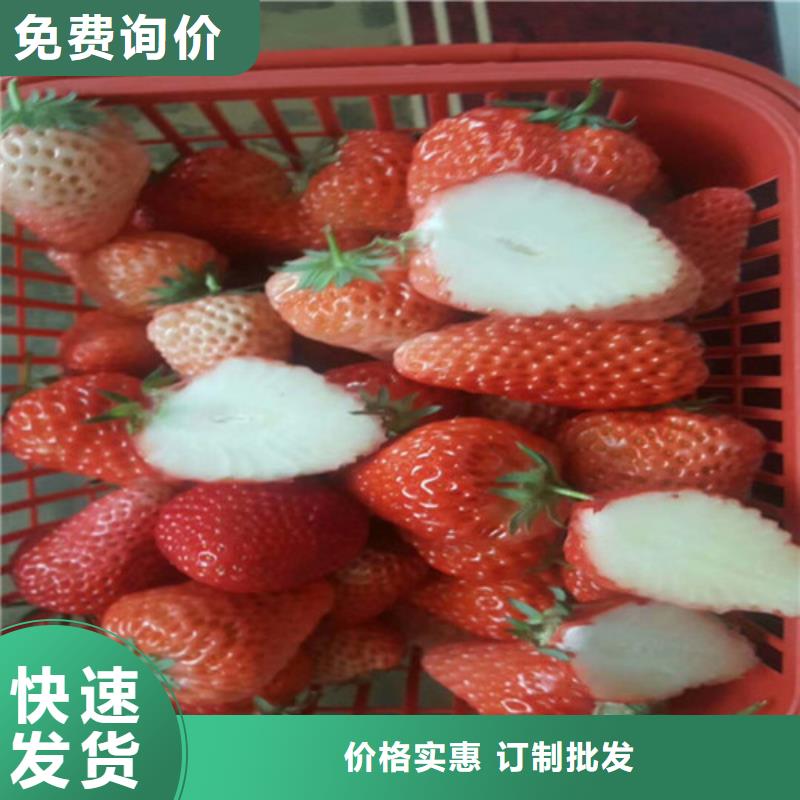 隋珠草莓苗正规生产厂家