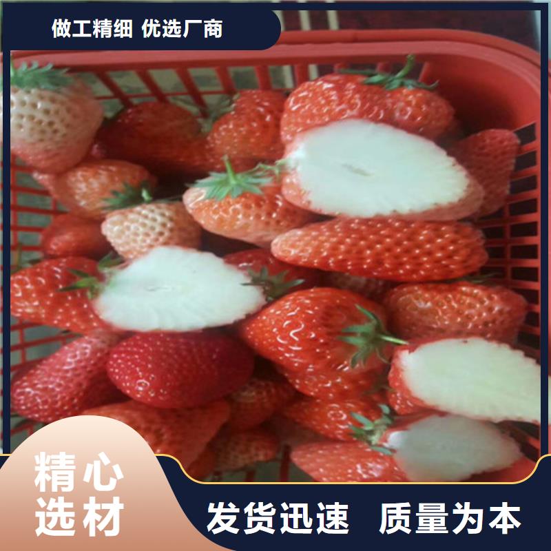 草莓苗香椿树苗高质量高信誉