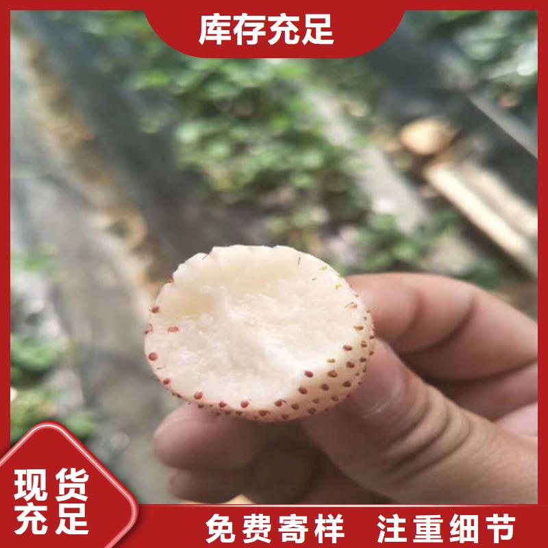 草莓苗梨树苗精选好货