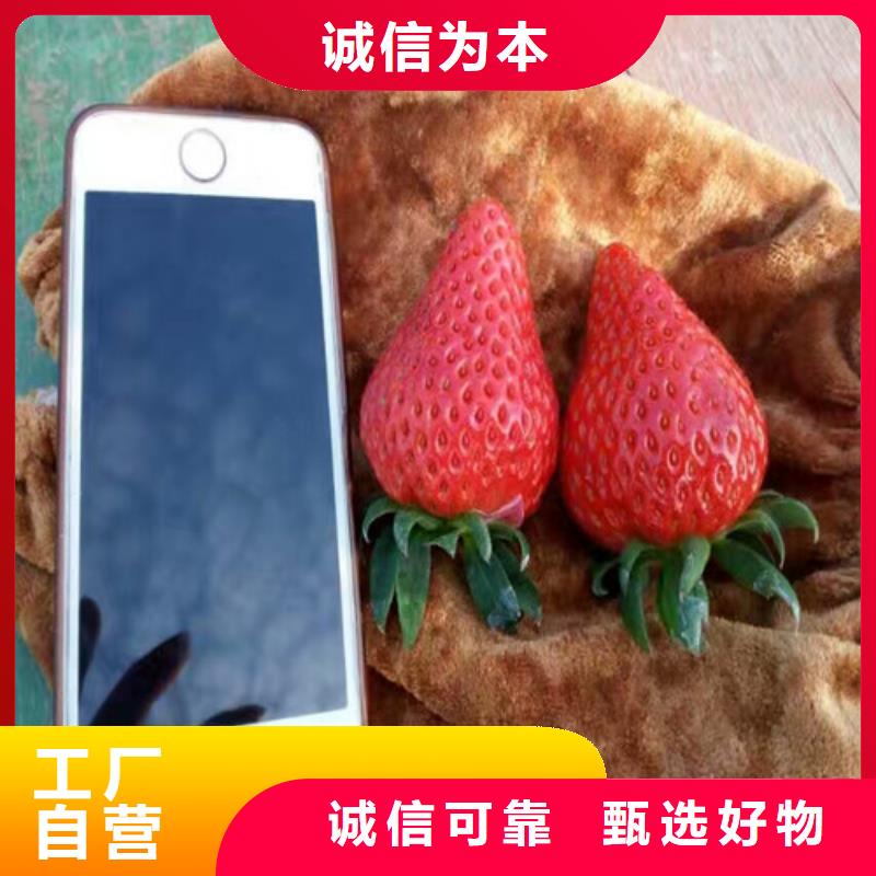 沂水二年生妙香草莓苗，妙香草莓苗品种选择
