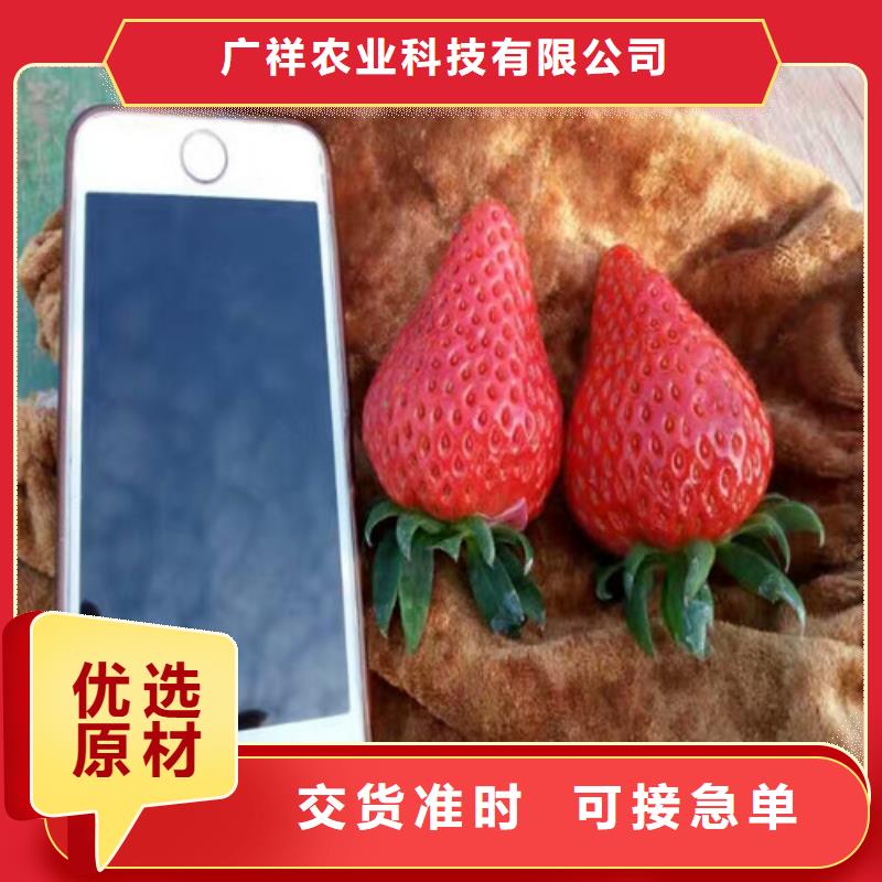 奶油草莓苗批发