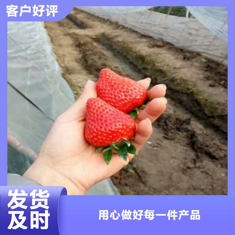 一年生草莓苗品种，草莓苗品种品种选择