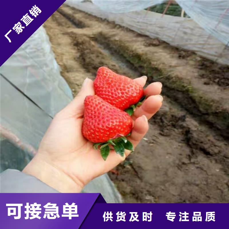 三角镇四季草莓苗适应土地