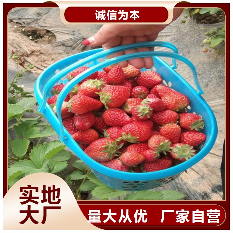 永平脱毒草莓苗产品介绍