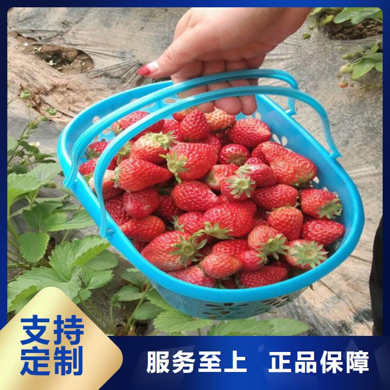 草莓苗,葡萄苗老品牌厂家