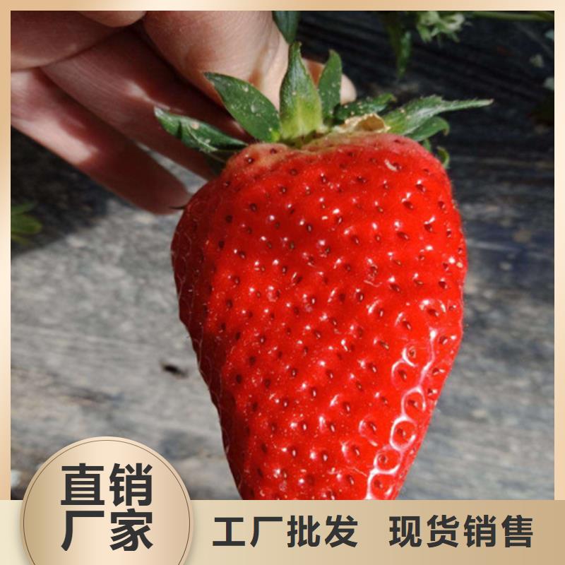 红颊草莓苗培育基地