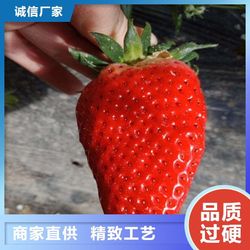 一年生脱毒草莓苗，脱毒草莓苗基地批发