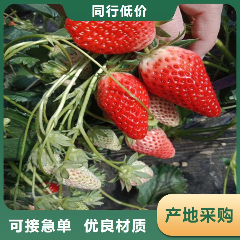 草莓苗,樱桃苗快捷物流