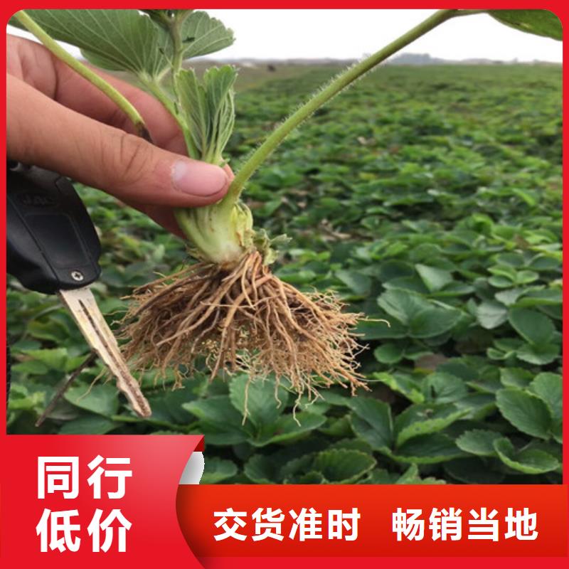 万宁市白草莓苗种植品种选择
