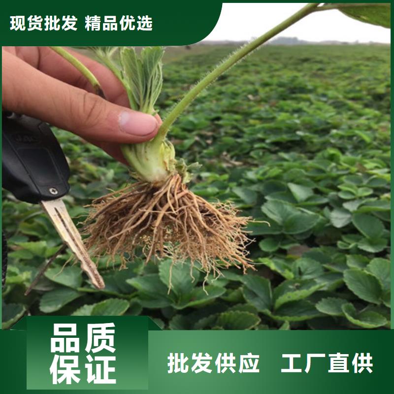 草莓苗,草莓苗价格价格有优势