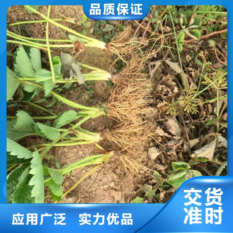 二代草莓苗种植品种选择