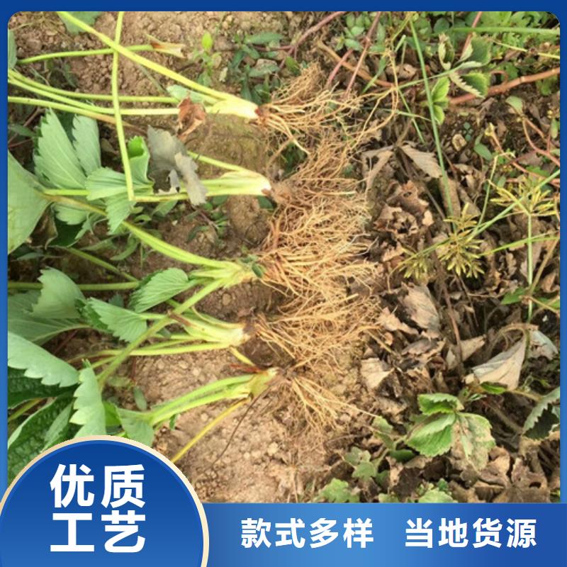 草莓苗果树苗厂家案例
