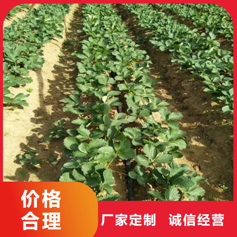 宁玉草莓苗品种齐全