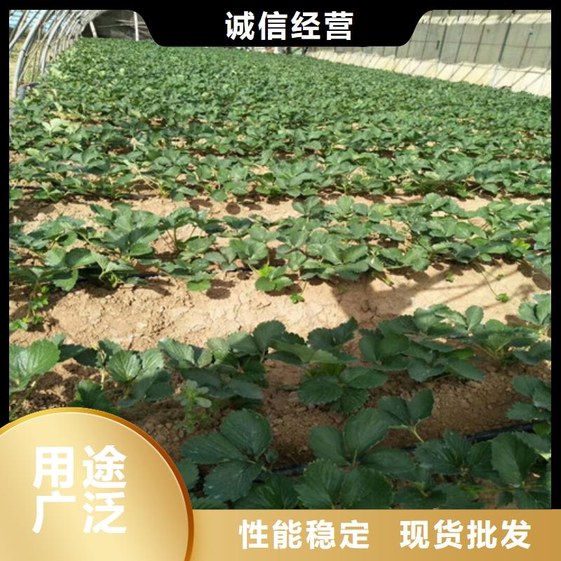 红颊草莓苗栽植密度