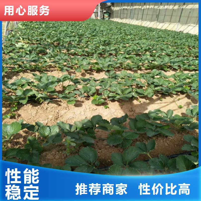 脱毒草莓苗厂家供应